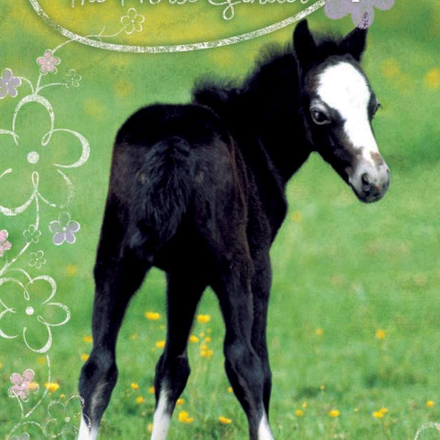 Winnie the Horse Gentler: Friendly Foal