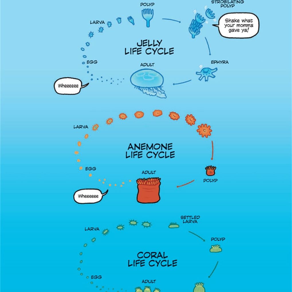 Science Comics: Coral Reefs: Cities of the Ocean