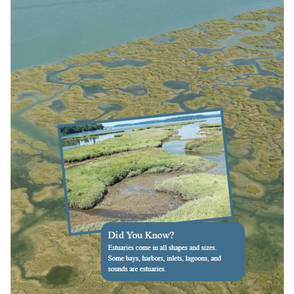 Estuary Animals Reader Grade 3-6