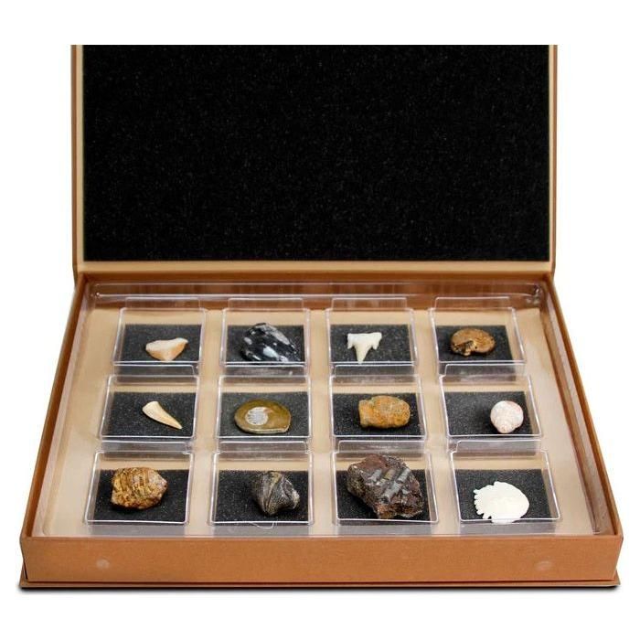 The Nature Collection: Fossils