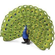 Safari Company: Peacock