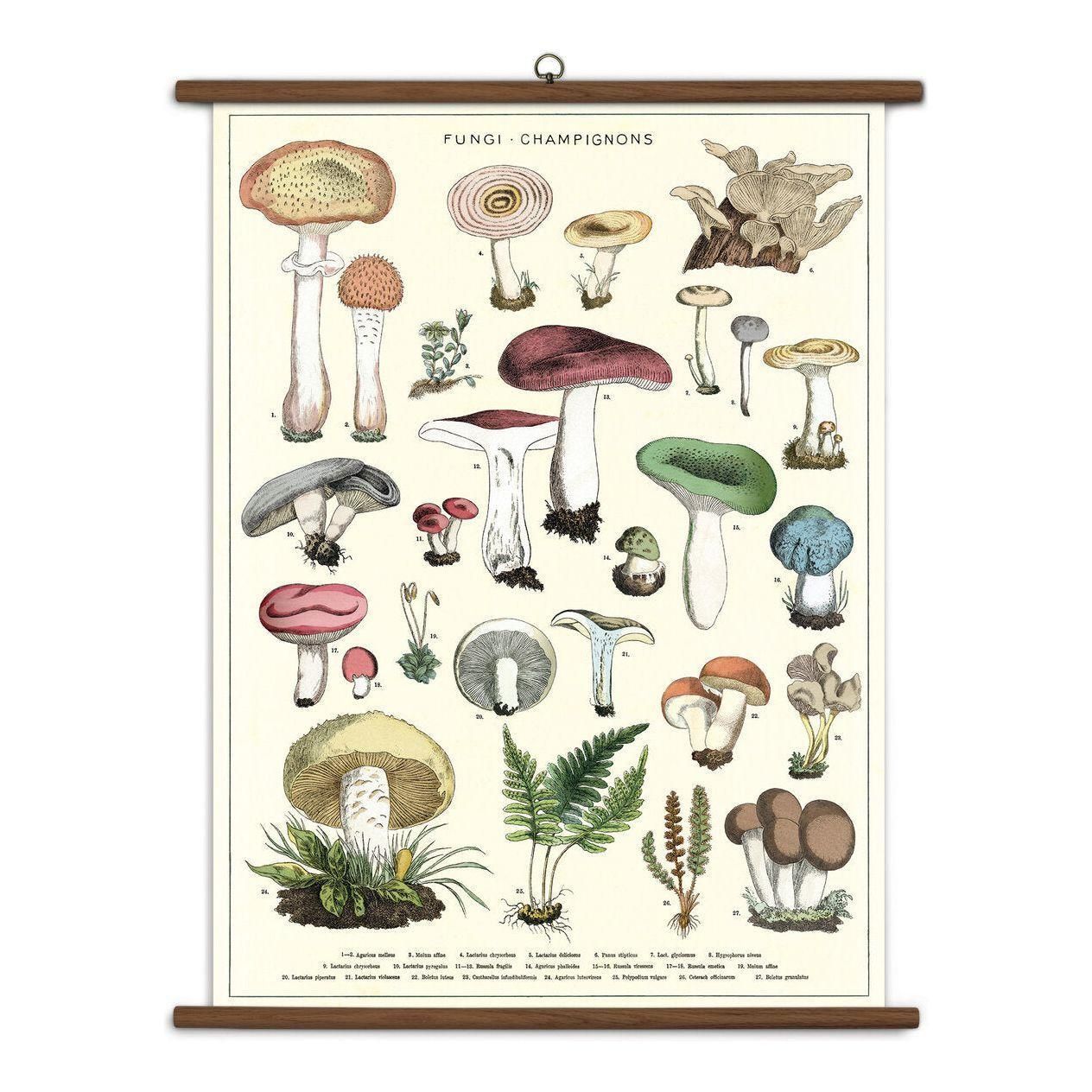 Cavallini & Co Mushroom Vintage School Chart Poster