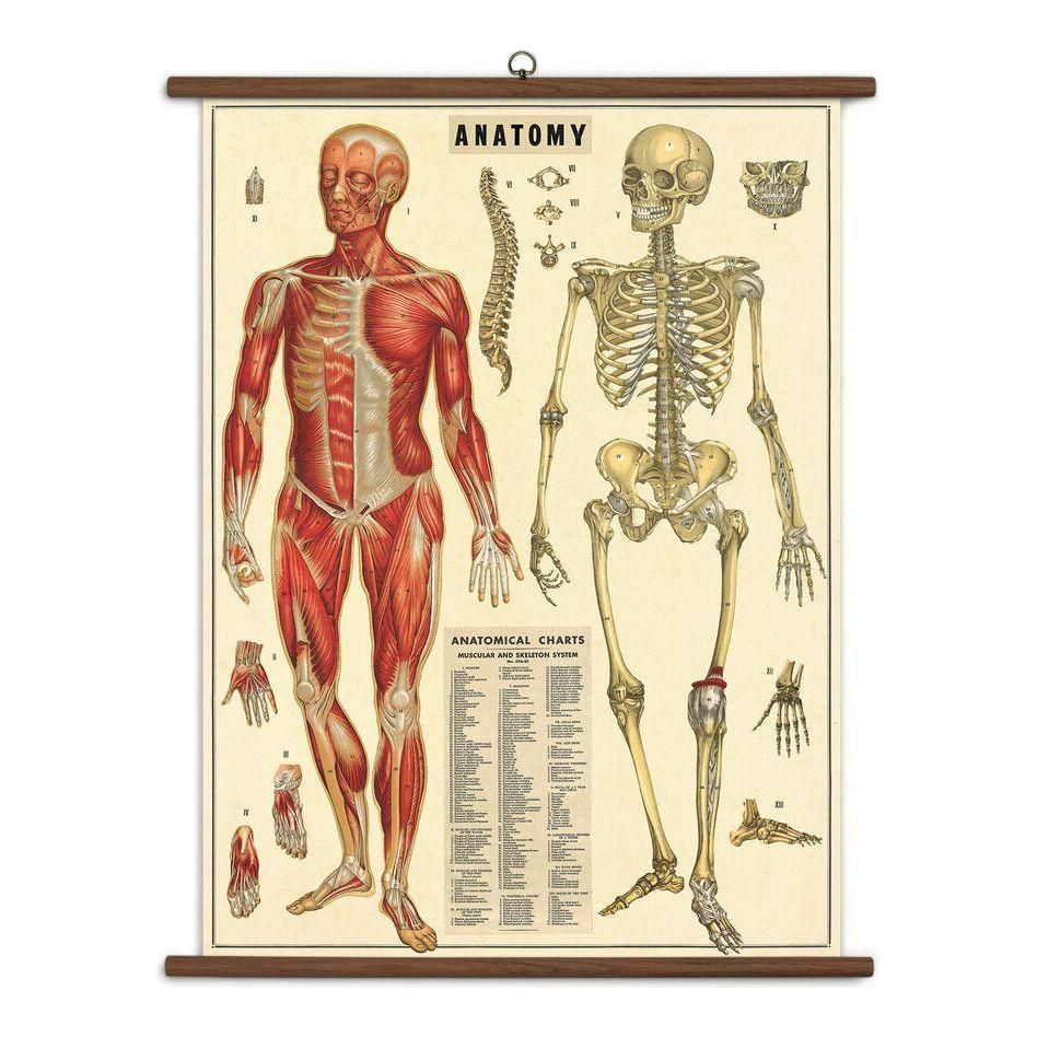 Cavallini & Co. Vintage School Chart - Anatomy Poster