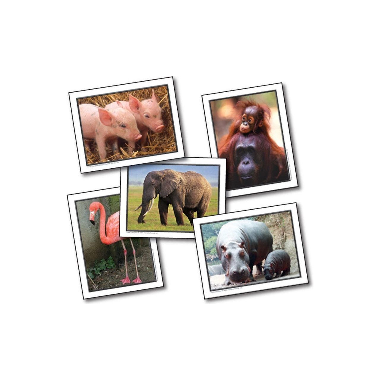 Favorite Animals Learning Cards