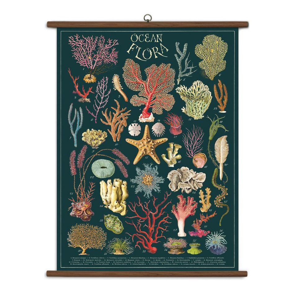 Cavallini & Co Vintage School Chart Ocean Flora