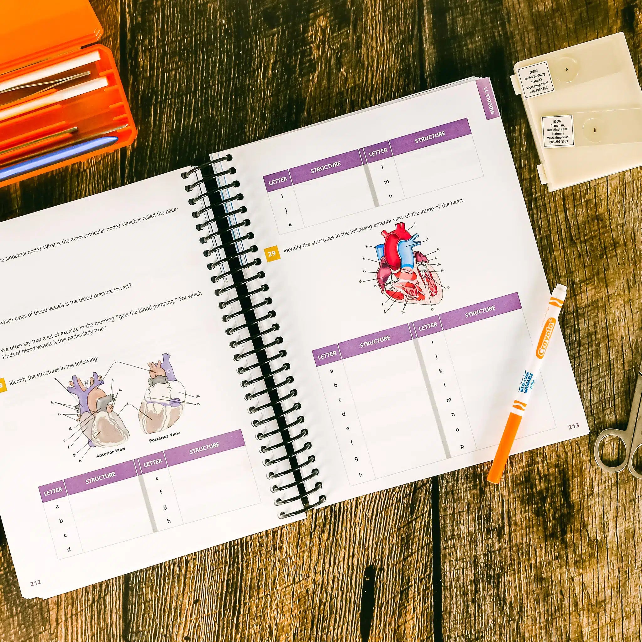 Apologia: Advanced Biology Student Notebook