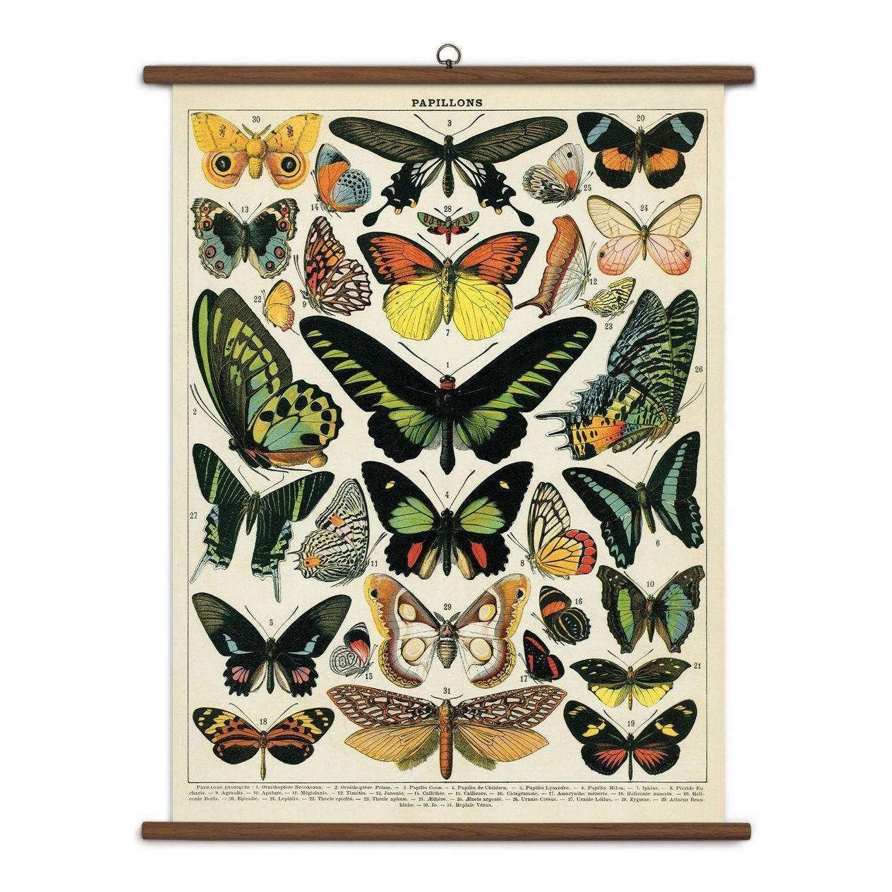Cavallini & Co Butterfly Vintage School Chart