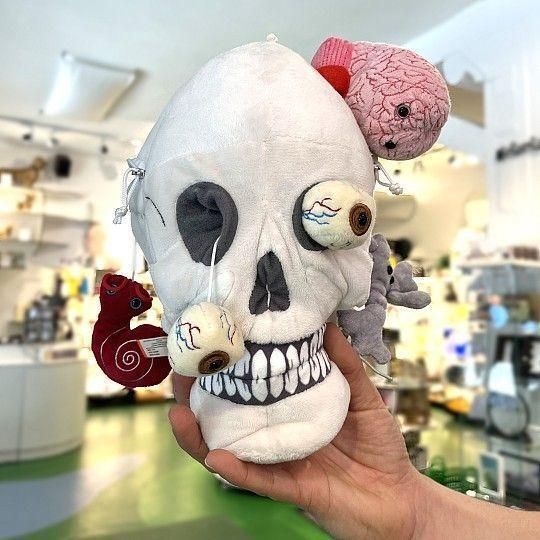 Giant Microbes: XL Skull With Brain, Ear & Eyes